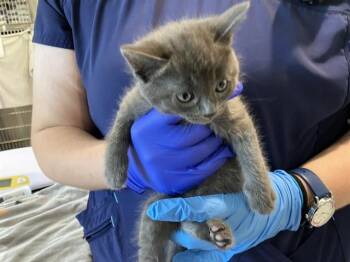 JANUARY -  Domestic Short Hair Cat for Adoption in Long Beach, California - JANUARY | PetCurious