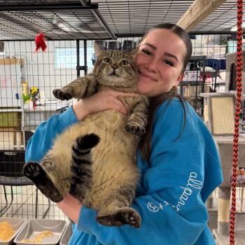 Domestic Short Hair Cats Available for Adoption - Brownie | PetCurious