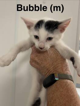 Bubble -  Domestic Short Hair Cat for Adoption in Saugerties, New York - Bubble | PetCurious