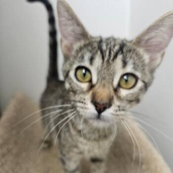 Coco Puffs -  Domestic Short Hair Cat for Adoption in Grantsville, Utah - Coco Puffs | PetCurious