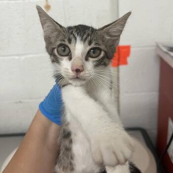 Nectarine -  Domestic Short Hair Cat for Adoption in Edinburg, Texas - Nectarine | PetCurious