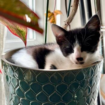 C&B Cricket -  Domestic Short Hair Cat for Adoption in Falls Church, Virginia - C&B Cricket | PetCurious