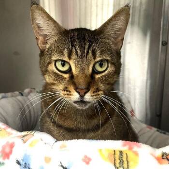 Bubba -  Domestic Short Hair Cat for Adoption in Lakeland, Florida - Bubba | PetCurious