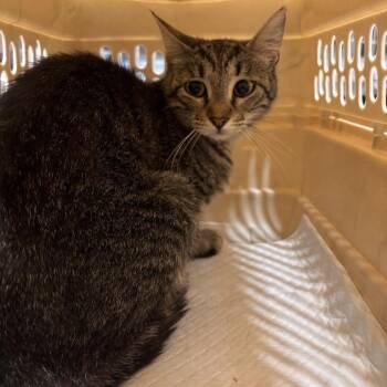 Tortellini -  Domestic Short Hair Cat for Adoption in Salt Lake City, Utah - Tortellini | PetCurious
