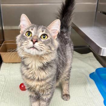 Shadow -  Domestic Medium Hair Cat for Adoption in Concord, North Carolina - Shadow | PetCurious