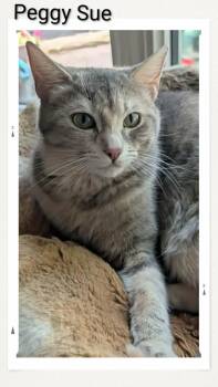Peggy Sue -  Domestic Short Hair Cat for Adoption in Caistor Centre, Ontario - Peggy Sue | PetCurious
