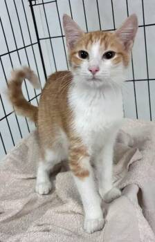 Grady -  American Shorthair Cat for Adoption in Chesterfield, South Carolina - Grady | PetCurious