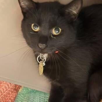 Dracula -  Domestic Short Hair Cat for Adoption in Lansing, Michigan - Dracula | PetCurious