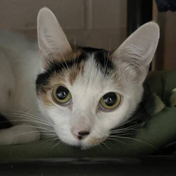 Domestic Short Hair Cats Available for Adoption in Owosso, Michigan - Amelia | PetCurious