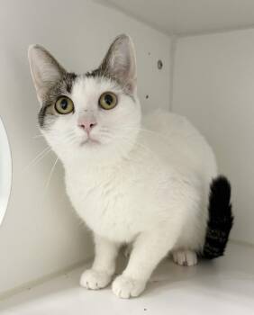 Domestic Short Hair Cats Available for Adoption in Rochester, Indiana - Vienna | PetCurious