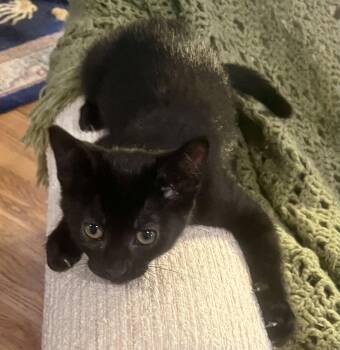 Giovanni -  Domestic Short Hair Cat for Adoption in Lenexa, Kansas - Giovanni | PetCurious