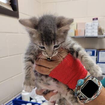 Domestic Short Hair Cats Available for Adoption in Lake Panasoffkee, Florida - 66183 | PetCurious