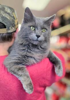 Grayli -  Domestic Long Hair Cat for Adoption in Oak Ridge, Tennessee - Grayli | PetCurious