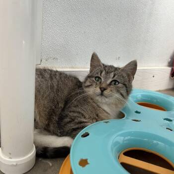 Domestic Short Hair Cats Available for Adoption - Clover | PetCurious