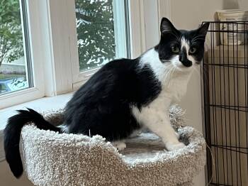 Abbi -  Domestic Short Hair Cat for Adoption in Williamsburg, Virginia - Abbi | PetCurious