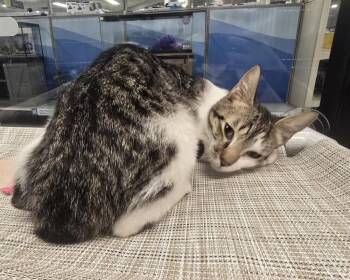 Domestic Short Hair Cats Available for Adoption - Spruce | PetCurious