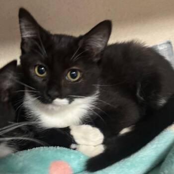 Sylvestra -  Domestic Short Hair Cat for Adoption in Lakeland, Florida - Sylvestra | PetCurious