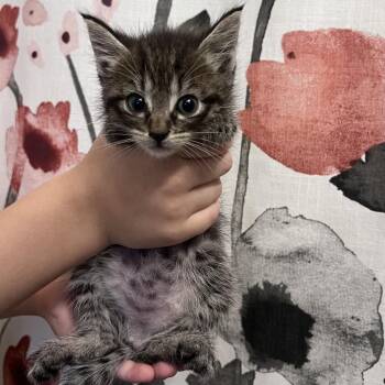 Ninja Creami -  Domestic Short Hair Cat for Adoption in Chesapeake, Virginia - Ninja Creami | PetCurious