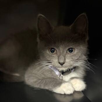 Lilith -  Domestic Short Hair Cat for Adoption in Allentown, Pennsylvania - Lilith | PetCurious