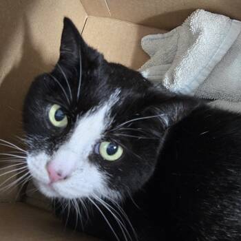 Rescue Domestic Short Hair Cats for Adoption in Newark, New Jersey - Sox | PetCurious