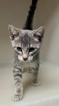 Domestic Short Hair Cats Available for Adoption in Batesville, Arkansas - Bam Bam | PetCurious