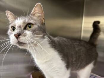 Rescue Domestic Short Hair Cats for Adoption in Chesapeake, Virginia - Neon Carrot | PetCurious