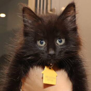 Pinkle -  Domestic Long Hair Cat for Adoption in Port Washington, New York - Pinkle | PetCurious