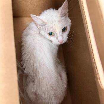 Spotty -  Domestic Short Hair Cat for Adoption in Philadelphia, Pennsylvania - Spotty | PetCurious