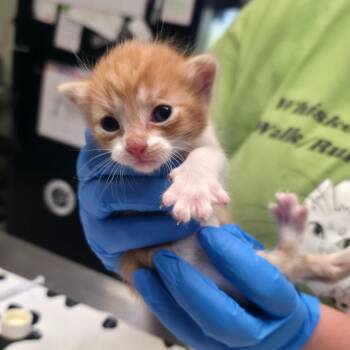 Pretzel -  Domestic Short Hair Cat for Adoption in Mt. Juliet, Tennessee - Pretzel | PetCurious