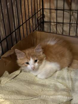 Rescue Domestic Short Hair Cats for Adoption in Pomona, New York - Sunkist | PetCurious