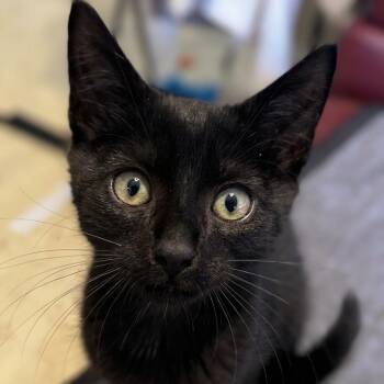 Loki -  Domestic Short Hair Cat for Adoption in Houston, Texas - Loki | PetCurious