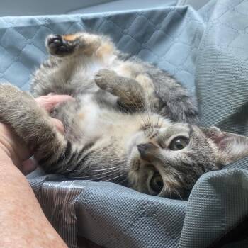 Mojo -  Domestic Short Hair Cat for Adoption in Buffalo, Minnesota - Mojo | PetCurious