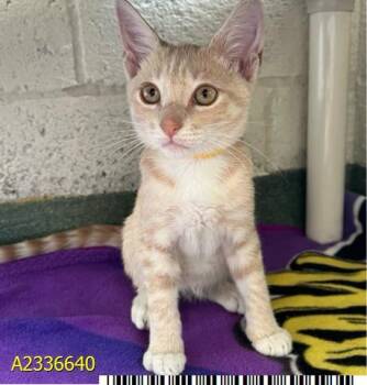 SPONGEBOB -  Domestic Short Hair Cat for Adoption in West Palm Beach, Florida - SPONGEBOB | PetCurious
