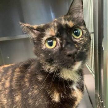 Domestic Short Hair Cats Available for Adoption in Dayton, Ohio - Whitney | PetCurious