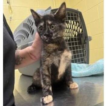 Bonnie 1 -  Domestic Short Hair Cat for Adoption in New York, New York - Bonnie 1 | PetCurious