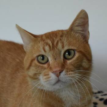 Rick -  Domestic Short Hair Cat for Adoption in Auburn, Nebraska - Rick | PetCurious