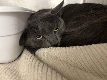 Domestic Short Hair Cats Available for Adoption - Remi | PetCurious