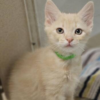 Stewie -  Domestic Short Hair Cat for Adoption in Oakland, California - Stewie | PetCurious