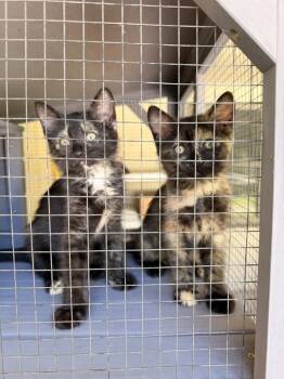 Tortnado -  Domestic Short Hair Cat for Adoption in Topeka, Kansas - Tortnado | PetCurious