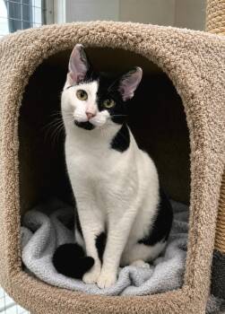 ATHENA -  Domestic Short Hair Cat for Adoption in High Level, Alberta - ATHENA | PetCurious