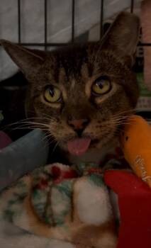 Domestic Short Hair Cats Available for Adoption - Beelzebub | PetCurious