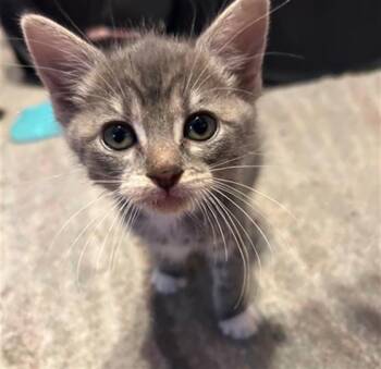 Domestic Short Hair Cats Available for Adoption in Tustin, California - BRISKET | PetCurious