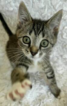 Matt Weaver -  Domestic Short Hair and Tabby Cat for Adoption in St. Augustine, Florida - Matt Weaver | PetCurious