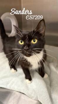 Sanders -  Domestic Short Hair Cat for Adoption in Clarksville, Tennessee - Sanders | PetCurious