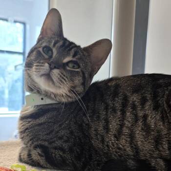 Dunphy -  Domestic Short Hair Cat for Adoption in Fort Wayne, Indiana - Dunphy | PetCurious