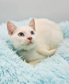 Siamese Cats Available for Adoption - Briarwood | PetCurious