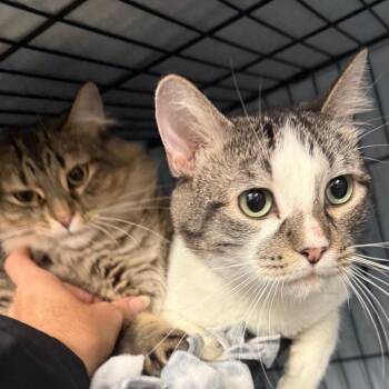 Titto -  Domestic Short Hair Cat for Adoption in Normal, Illinois - Titto | PetCurious
