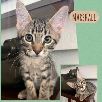 Marshall -  Domestic Short Hair Cat for Adoption in Orangevale, California - Marshall | PetCurious