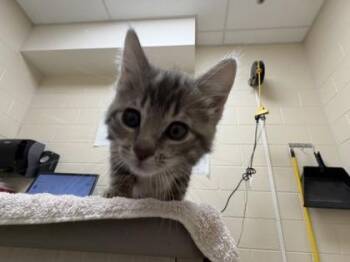 Domestic Short Hair Cats Available for Adoption in Westland, Michigan - Swan | PetCurious