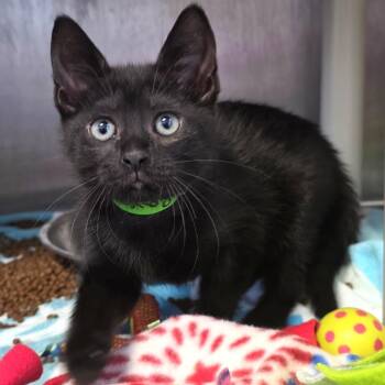 Domestic Short Hair Cats Available for Adoption in Fort Wayne, Indiana - Raven | PetCurious